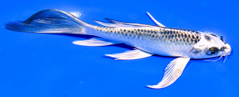 6.5" GIN MATSUBA BUTTERFLY