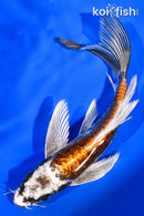 7" BENI KIKOKURYU BUTTERFLY