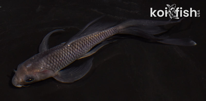 5" SORAGOI BUTTERFLY