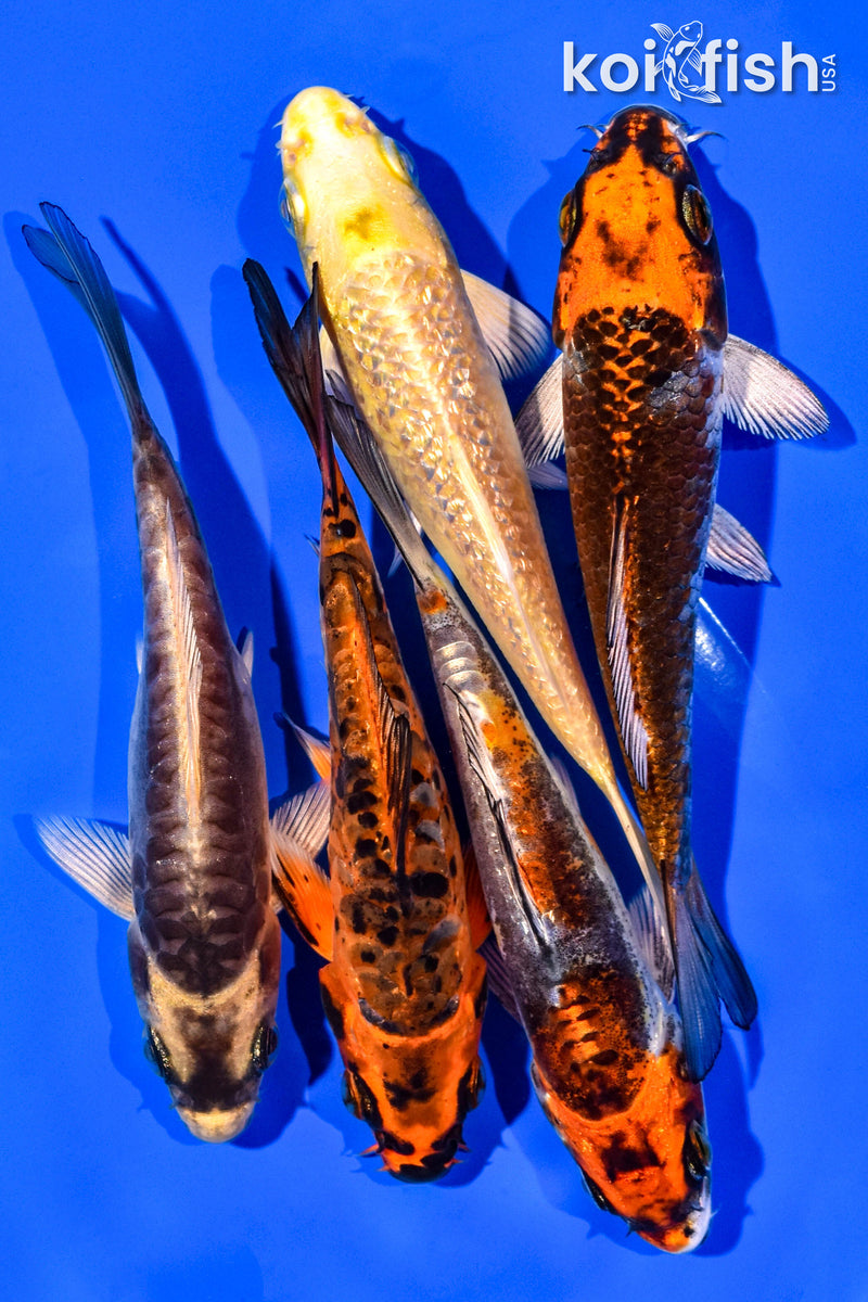 PACK OF (5) 4-5" STANDARD KOI