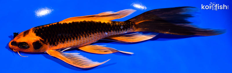 8.25" ORENJI MATSUBA BUTTERFLY