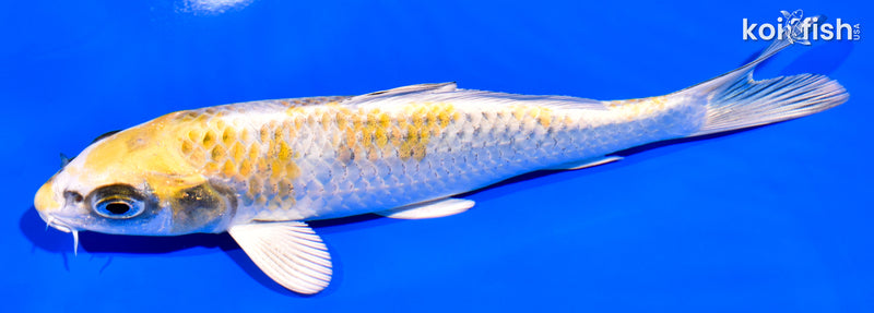6.5" KUJAKU