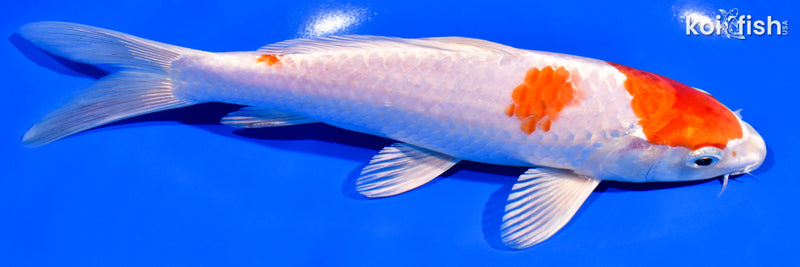 7.5" HARIWAKE