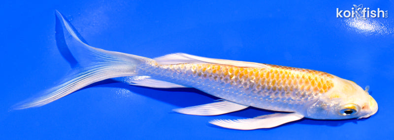 6.25" GINRIN HARIWAKE BUTTERFLY