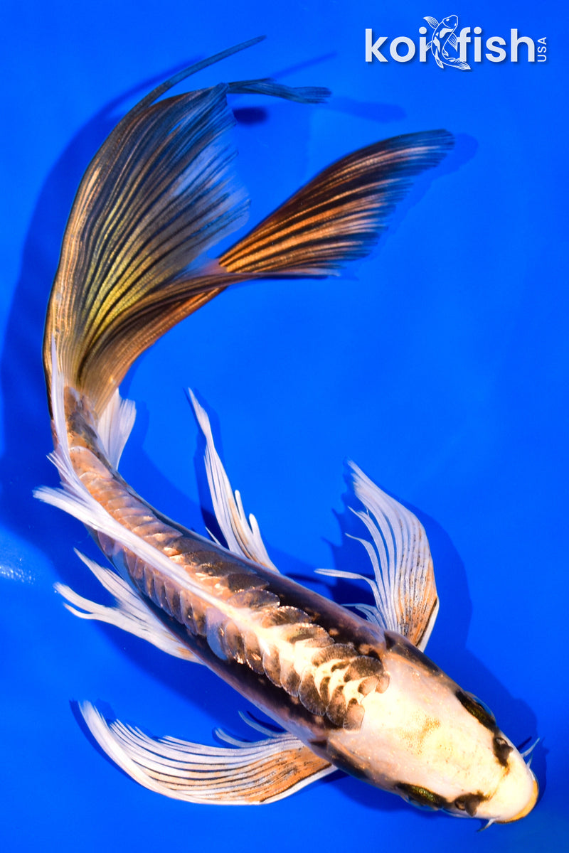 8.25" KIN KIKOKURYU BUTTERFLY