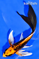 6" DOITSU ORENJI MATSUBA BUTTERFLY