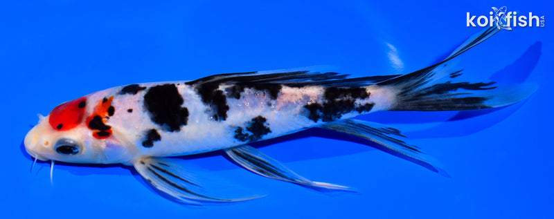 7.25" SANKE BUTTERFLY