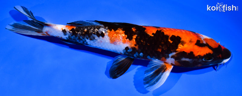8.75"  HI SHOWA