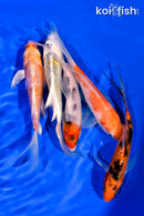 PACK OF (5) 4-5" BUTTERFLY KOI