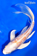 8" GINRIN HARIWAKE BUTTERFLY