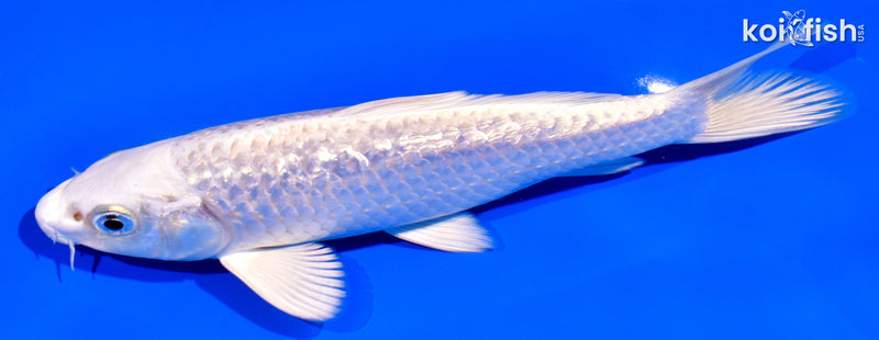 6.5" GINRIN PLATINUM OGON