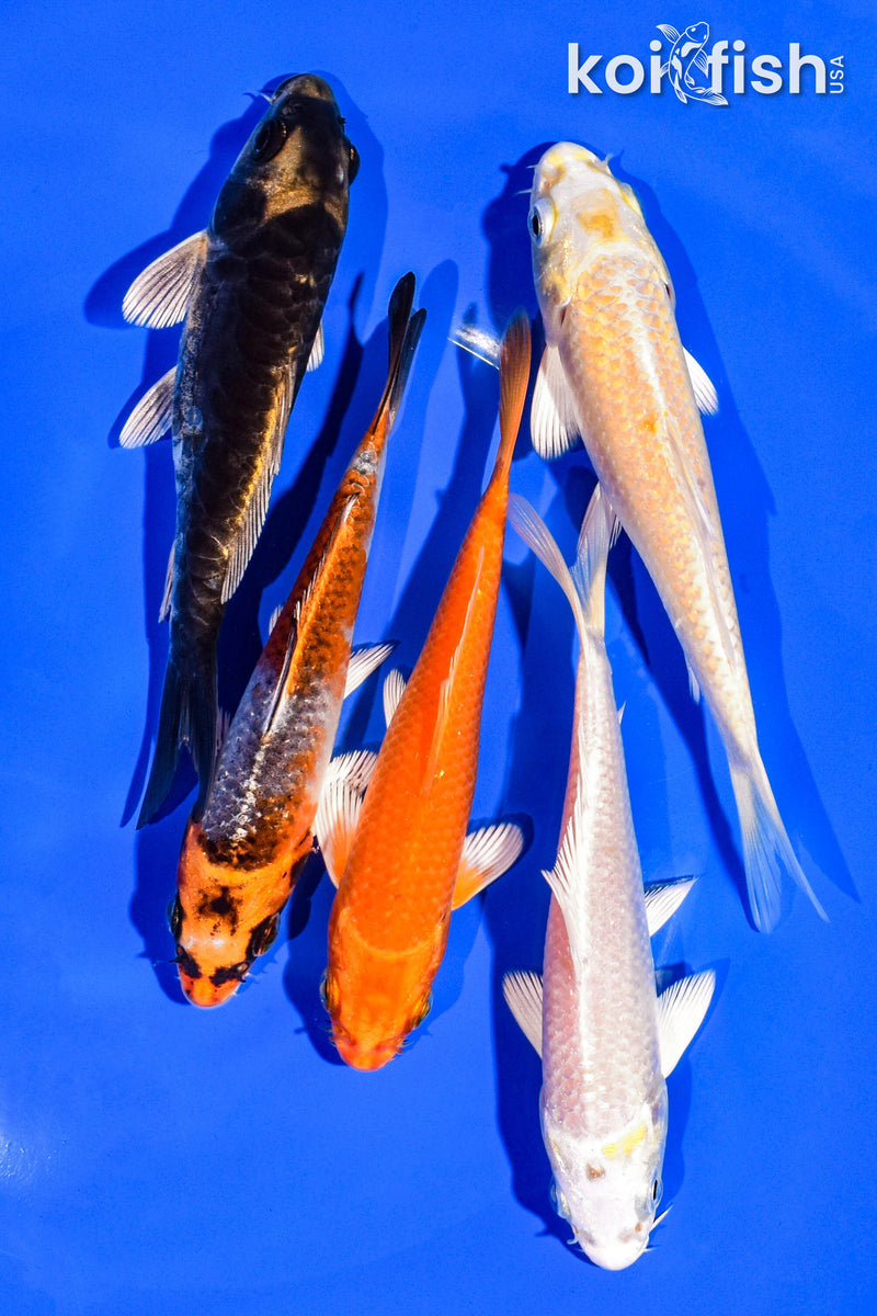 PACK OF (5) 4-5" STANDARD KOI