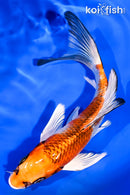 6.25" KUJAKU BUTTERFLY