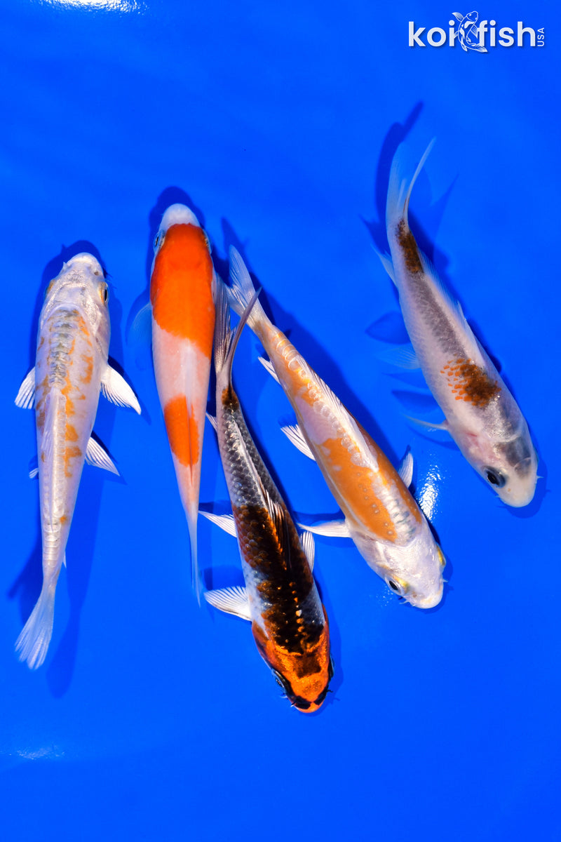 PACK OF (5) 3"- 4" STANDARD KOI