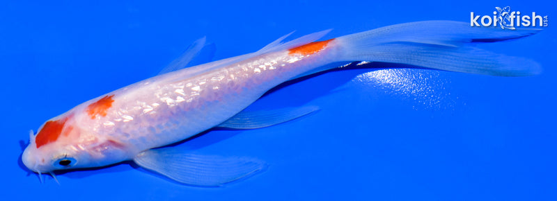 5" GINRIN MARUTEN KOHAKU BUTTERFLY