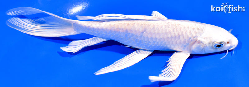 8" PLATINUM OGON BUTTERFLY