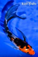 5.75" SANKE BUTTERFLY