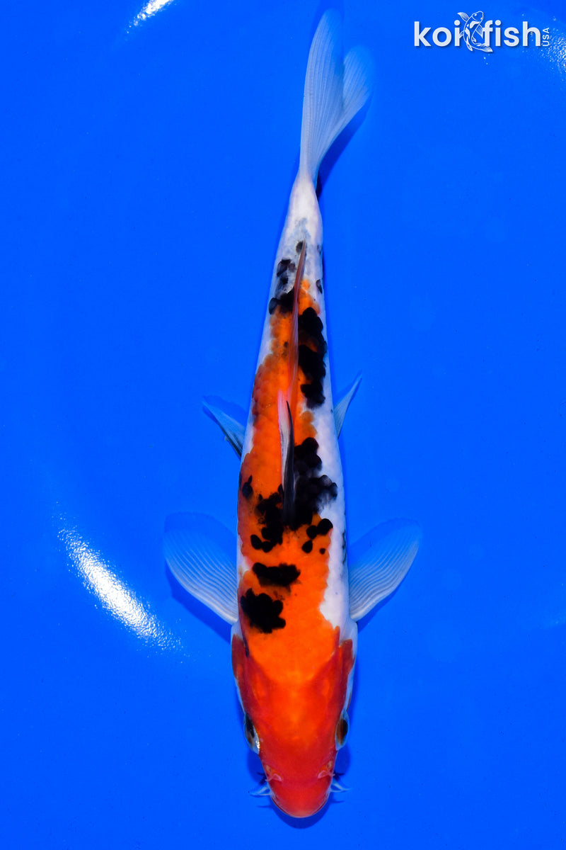 6.5" SANKE