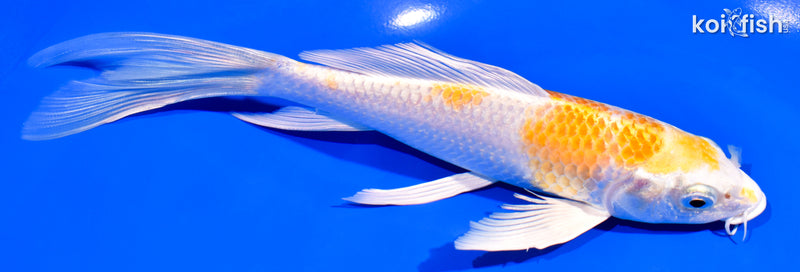 7.25" LEMON HARIWAKE BUTTERFLY