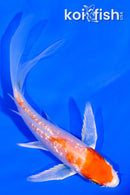 4.5" GINRIN HARIWAKE BUTTERFLY