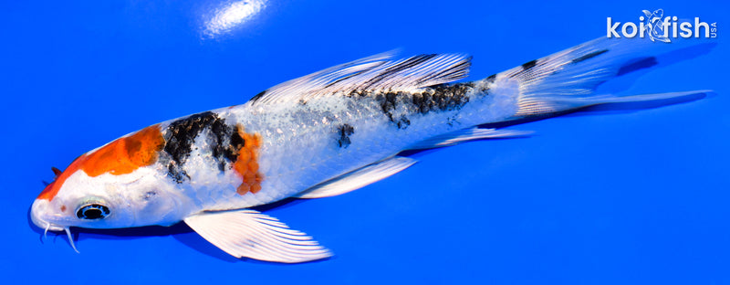 5.75" YAMATO NISHIKI BUTTERFLY