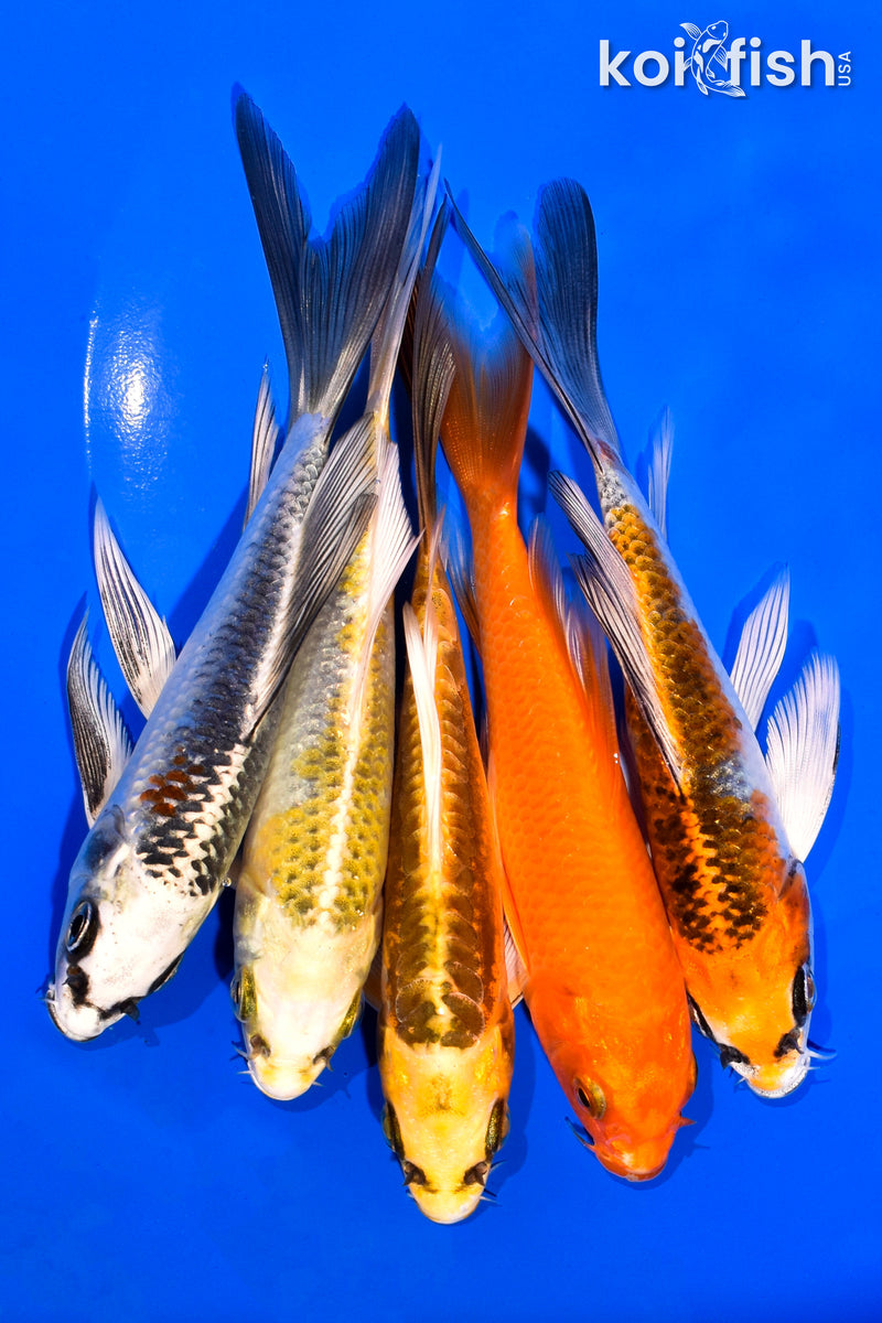 PACK OF (5) 5-6" BUTTERFLY KOI