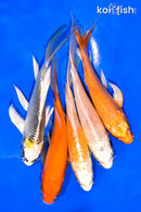 PACK OF (5) 5-6" BUTTERFLY KOI
