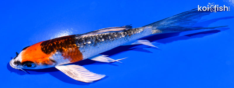 5.25" GINRIN BENI GINGA BUTTERFLY