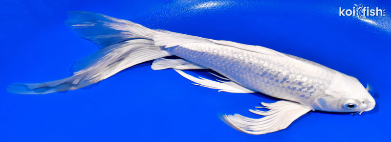 12" GINRIN PLATINUM OGON BUTTERFLY