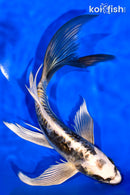 7.75" ARAGOKE KIN KIKOKURYU BUTTTERFLY