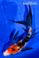 5.75" SANKE BUTTERFLY