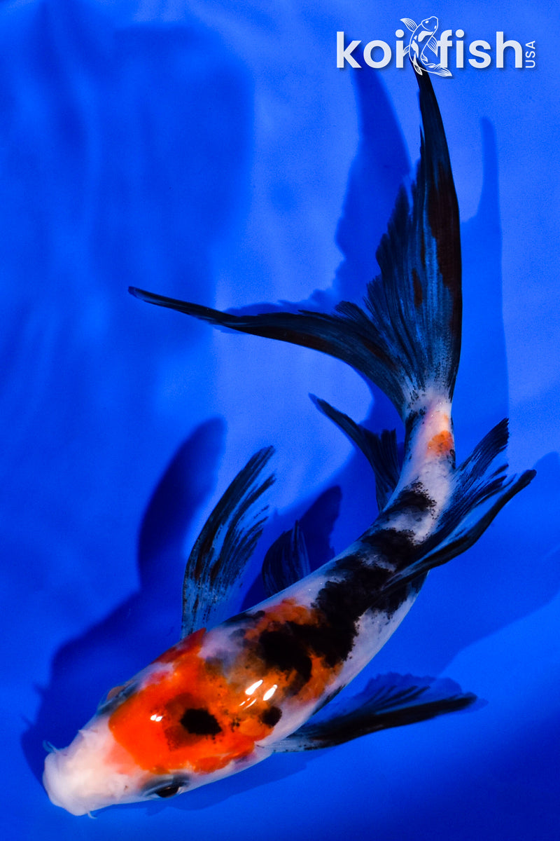 5.75" SANKE BUTTERFLY