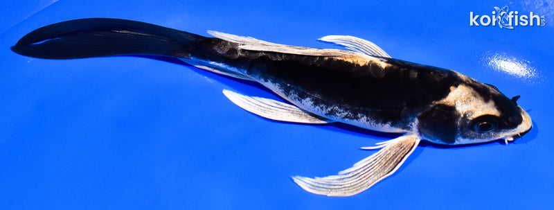 7.25" KABUTO BUTTERFLY