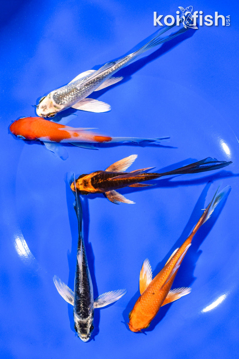 PACK OF (5) 4-5" BUTTERFLY KOI