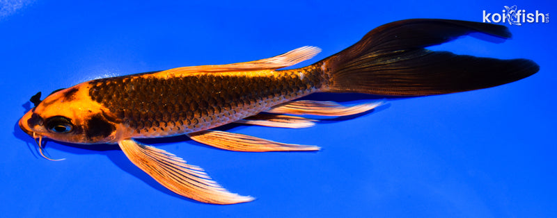 7.25" ORENJI MATSUBA BUTTERFLY