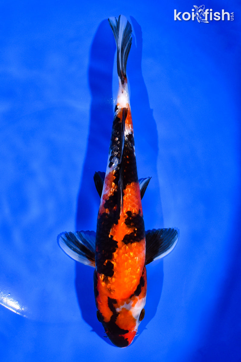 8.75"  HI SHOWA