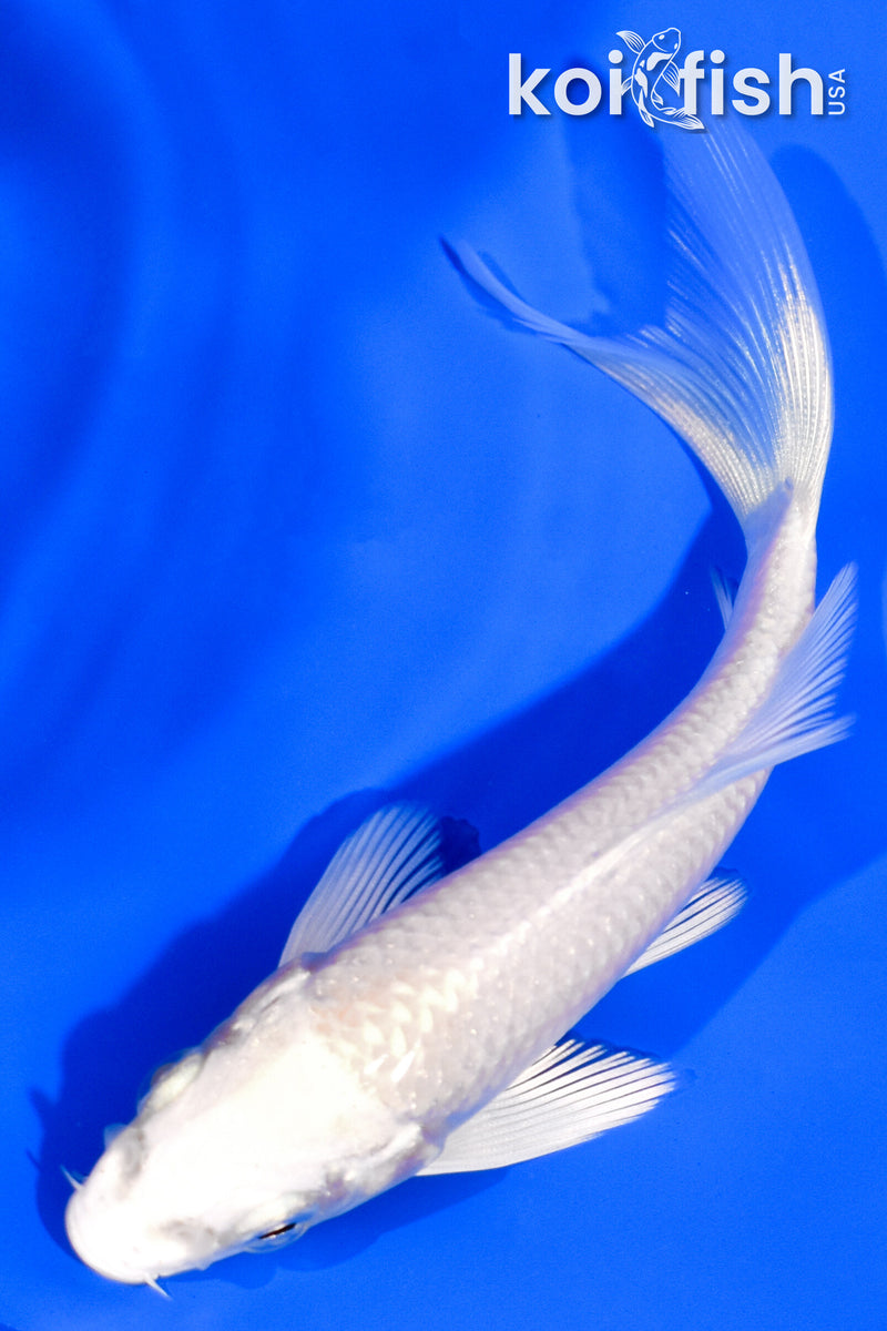 4" PLATINUM OGON BUTTERFLY