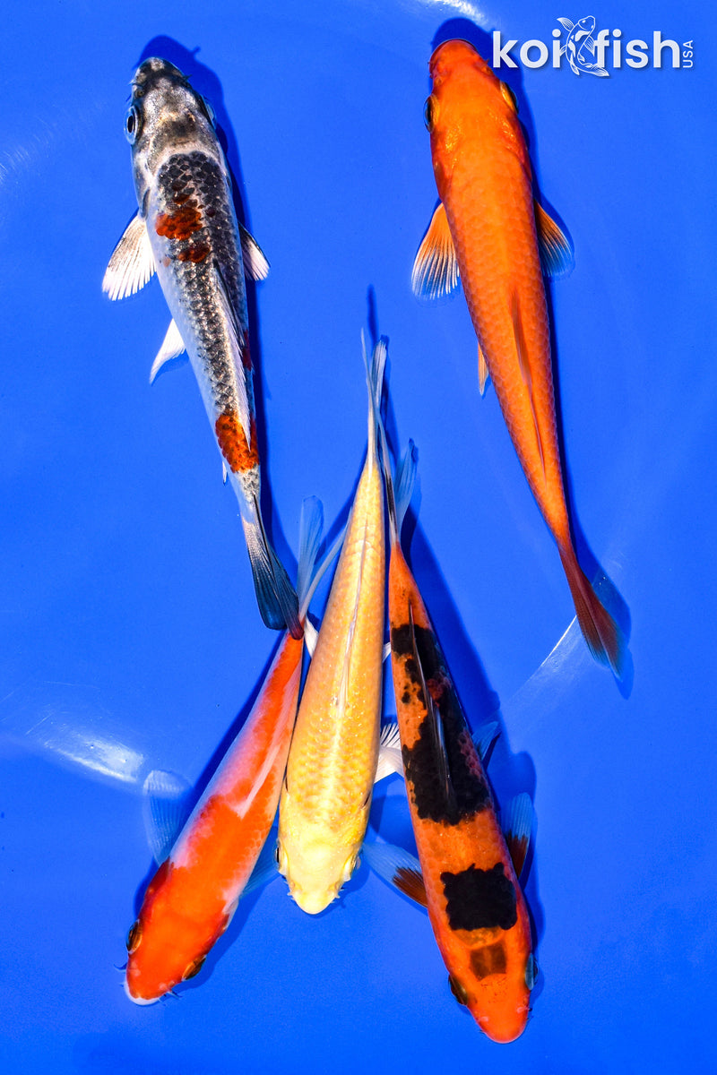 PACK OF (5) 4-5" STANDARD KOI