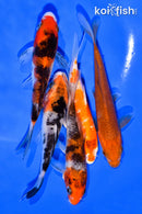 PACK OF (5) 3-4" STANDARD KOI