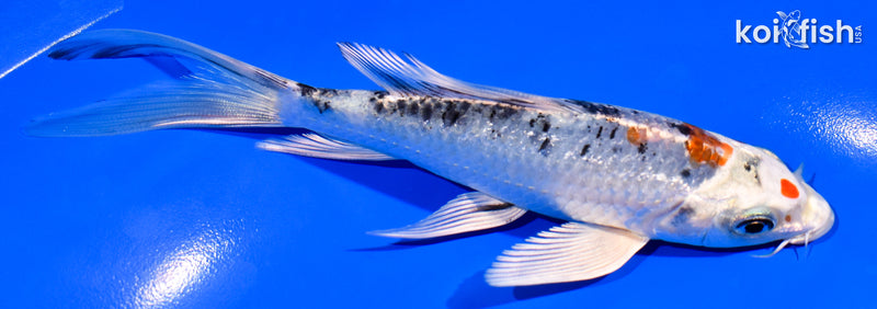 5.75" GINRIN YAMATO NISHIKI BUTTERFLY