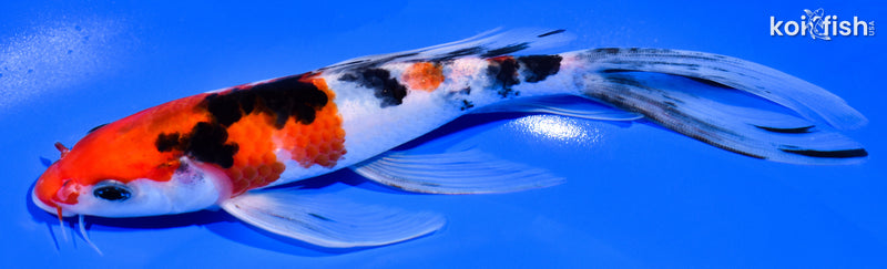 7.5" SANKE BUTTERFLY