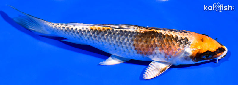 7.25" BENI GINGA