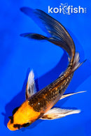 4.5" GINRIN ORENJI MATSUBA BUTTERFLY