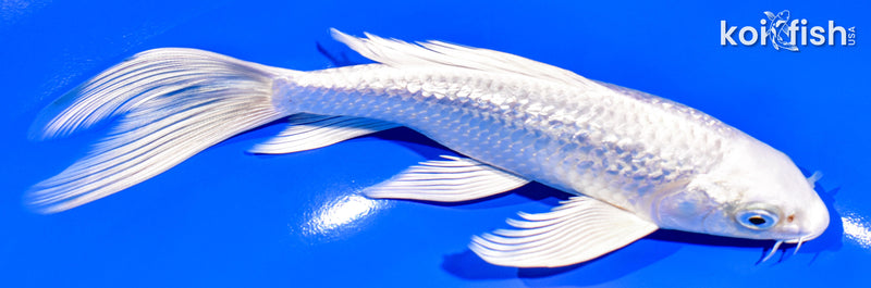 7" GINRIN PLATINUM OGON BUTTERFLY