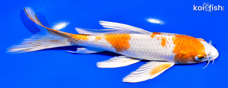 7.75" HARIWAKE BUTTERFLY