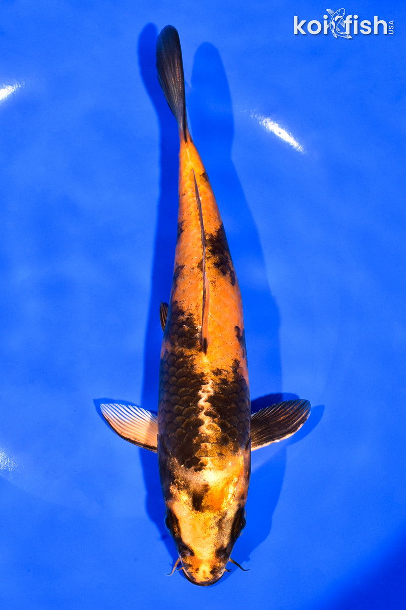 7.75" KIN HI UTSURI