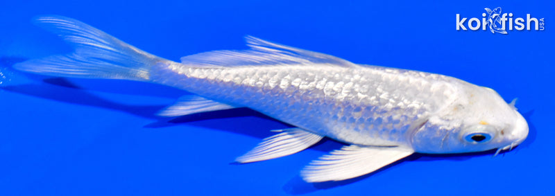 4.25" GINRIN PLATINUM OGON BUTTERFLY