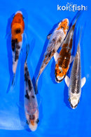 PACK OF (5) 3-4" MIXED STANDARD KOI