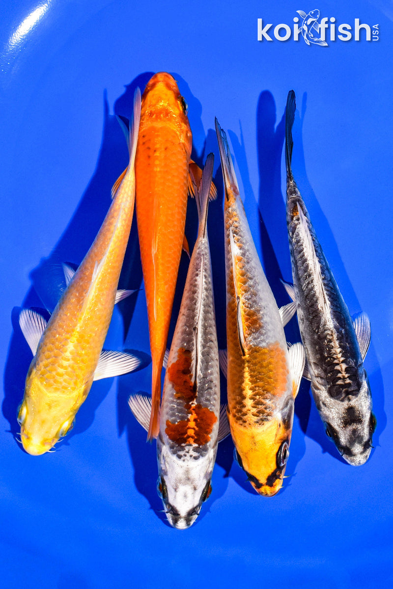 PACK OF (5) 4-5" STANDARD KOI