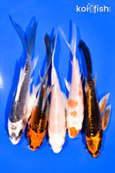 PACK OF (5) 5-6" BUTTERFLY KOI